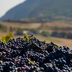Il Mandorlo - E Azienda Agricola Ferrato Séjour à la ferme Ancône