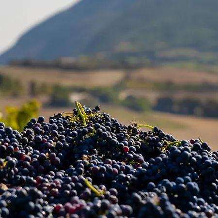 Il Mandorlo - E Azienda Agricola Ferrato مزرعة للإقامة أنكونا