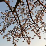 Alojamento de Turismo Rural Il Mandorlo - E Azienda Agricola Ferrato *