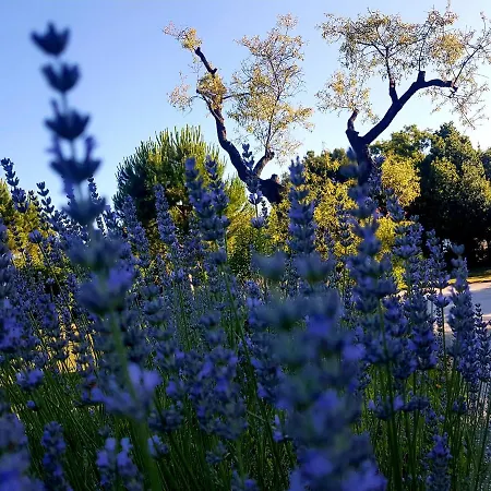 Il Mandorlo Alloggio per agriturismo Ancona